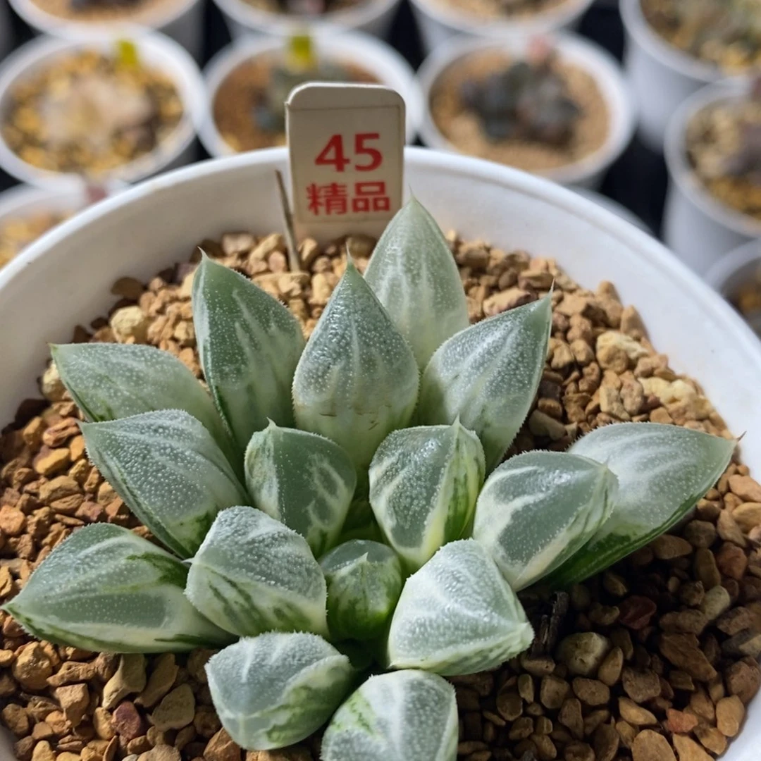 45爱心十二卷多肉植物