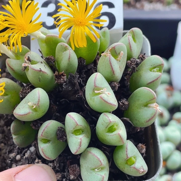 326母本少将群带盆