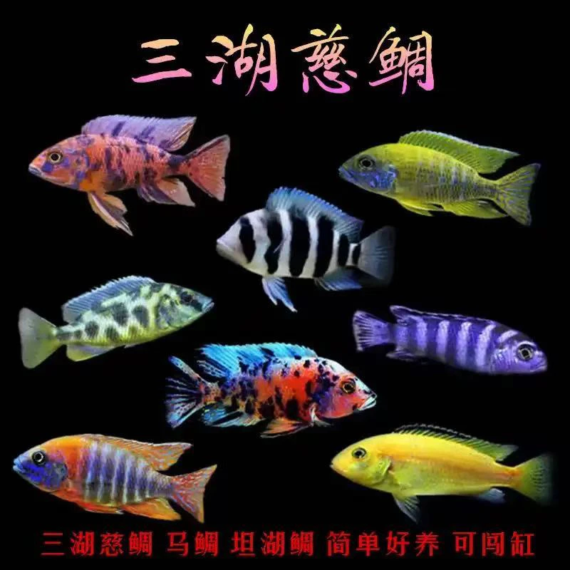 三湖马鲷观赏鱼9-12，打包不易尽量不要退单，偏远不发或加运