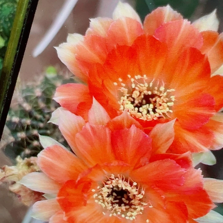 丽花 星月 侧芽 厘米 满20包邮