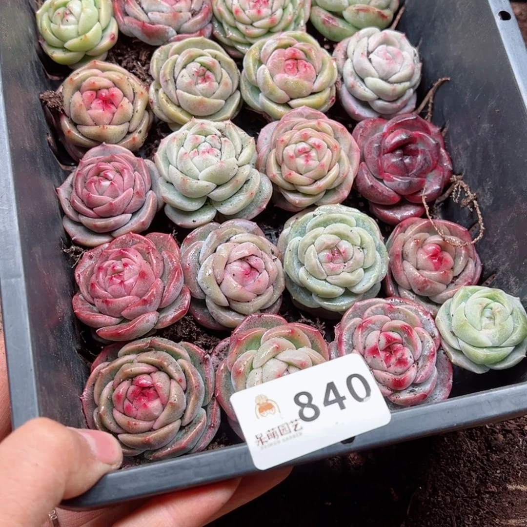飘**雨多肉植物多肉植物