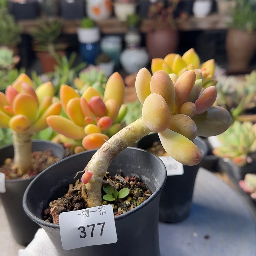 ?****聊377号 一物一拍