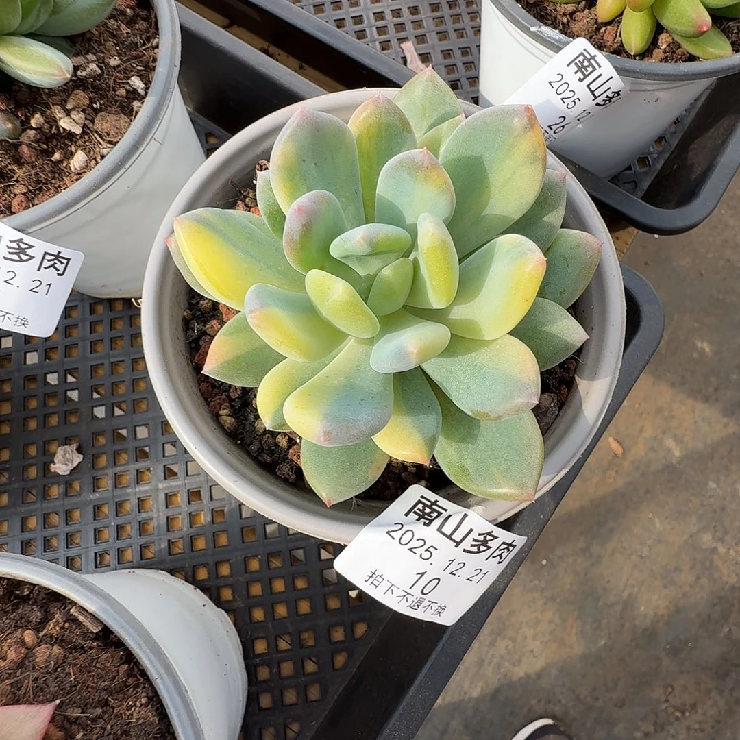 灰姑娘拉丝锦1111221-10