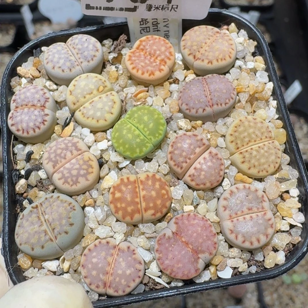 zzzzz生石花肉锥964