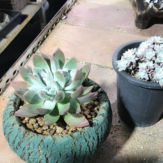 苹果叶仙女棒仙女棒