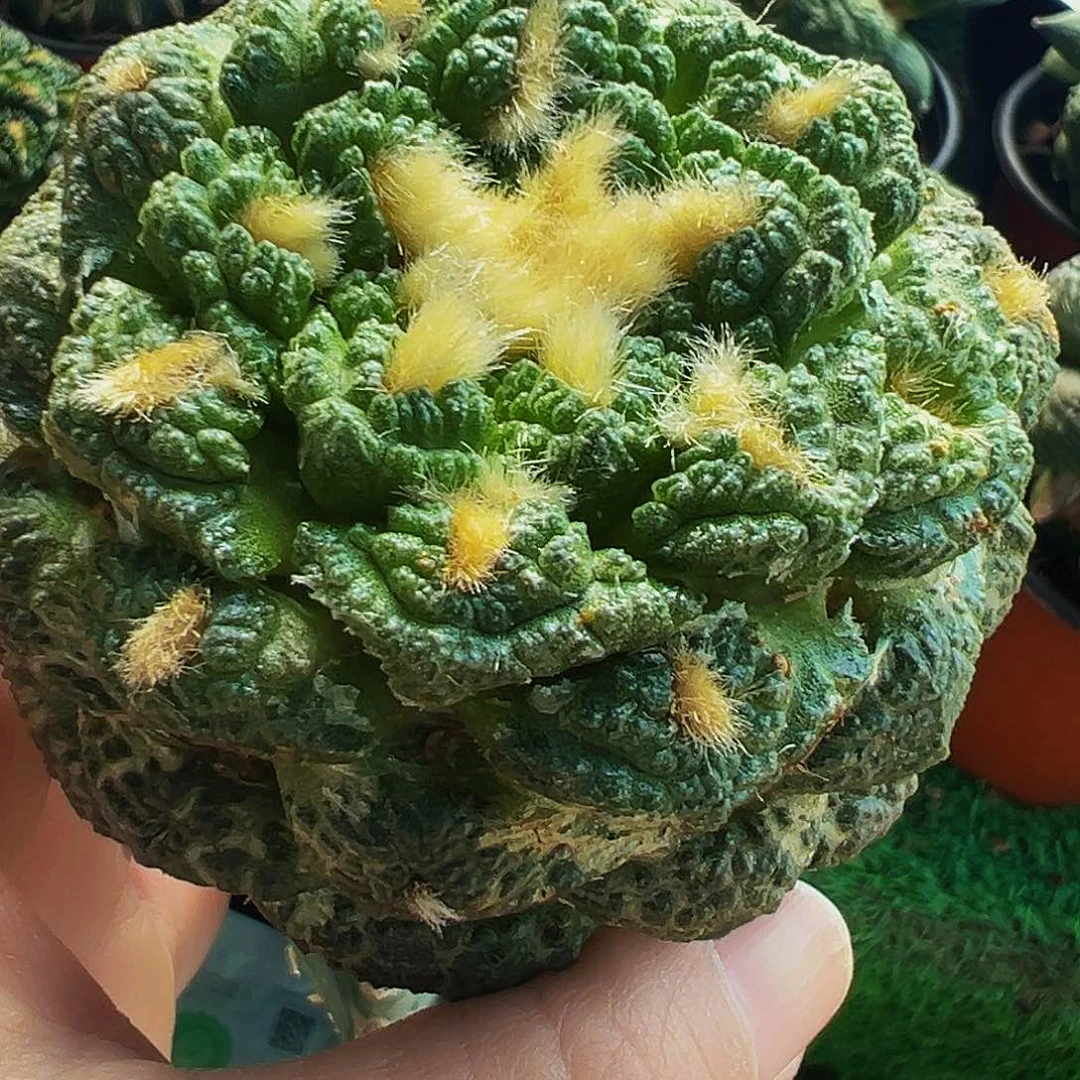 无花朵福利龟甲牡丹620