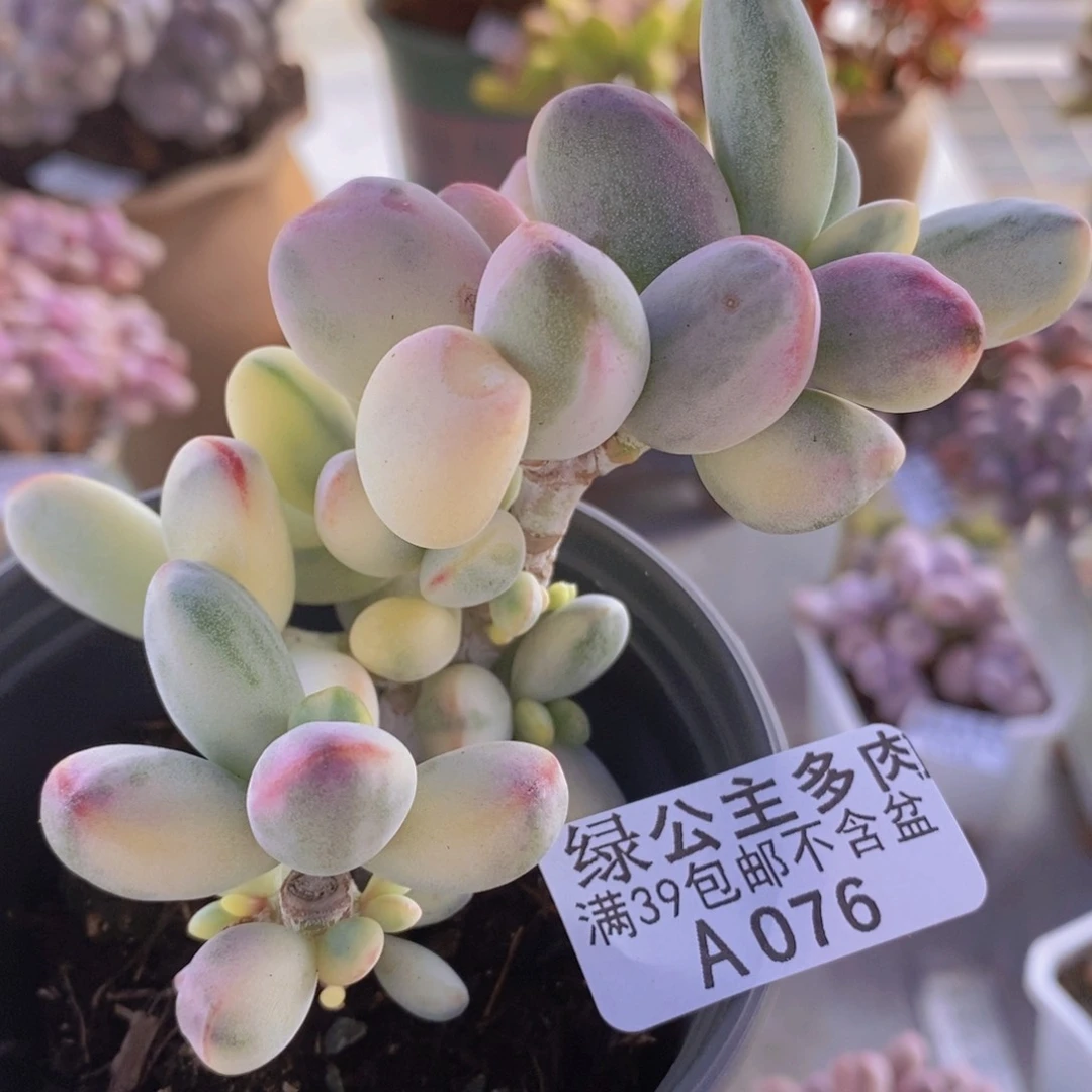 米可9cm076多肉植物