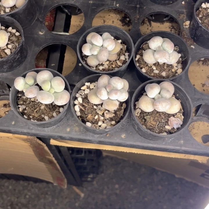 媛***~一物一拍满18包邮