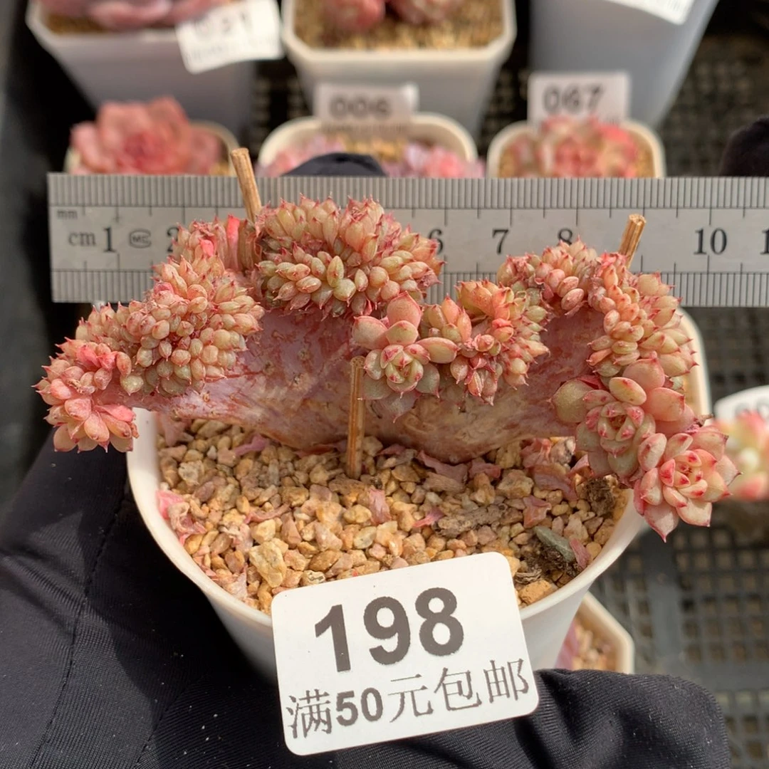 198哈尼板子缀冠服10