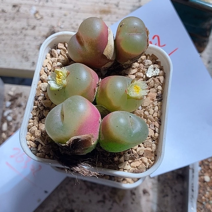 26342。   荔枝窗一组。