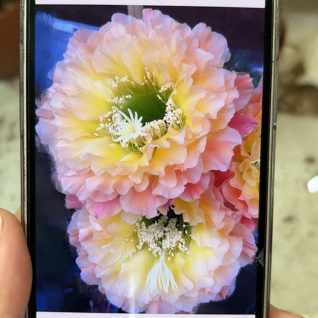 毛花柱倾城之恋侧牙5公分左右