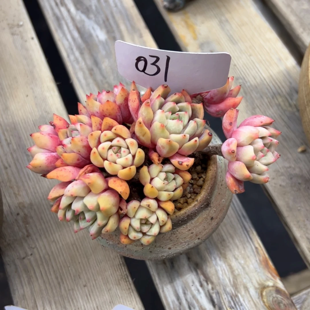 *️****031杂交20 零零多肉植物