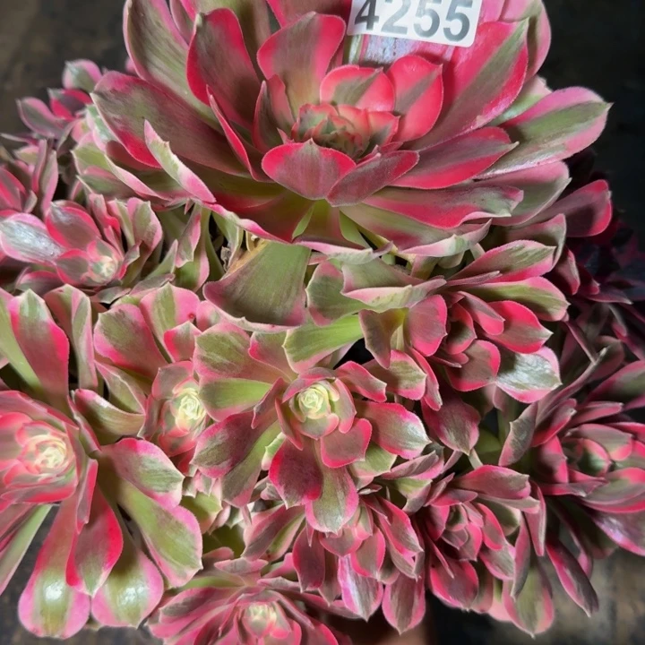 4255女郎多肉植物