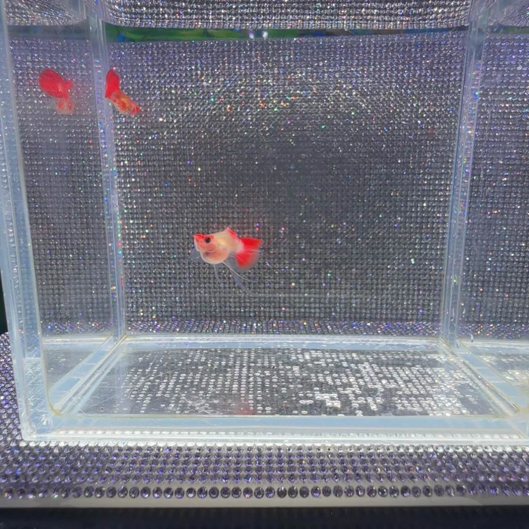 孔雀鱼玖****?深海蓝玻璃猫