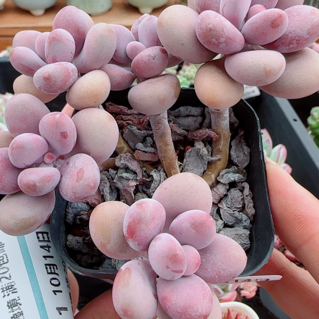 花语逸镜1014-406桃蛋