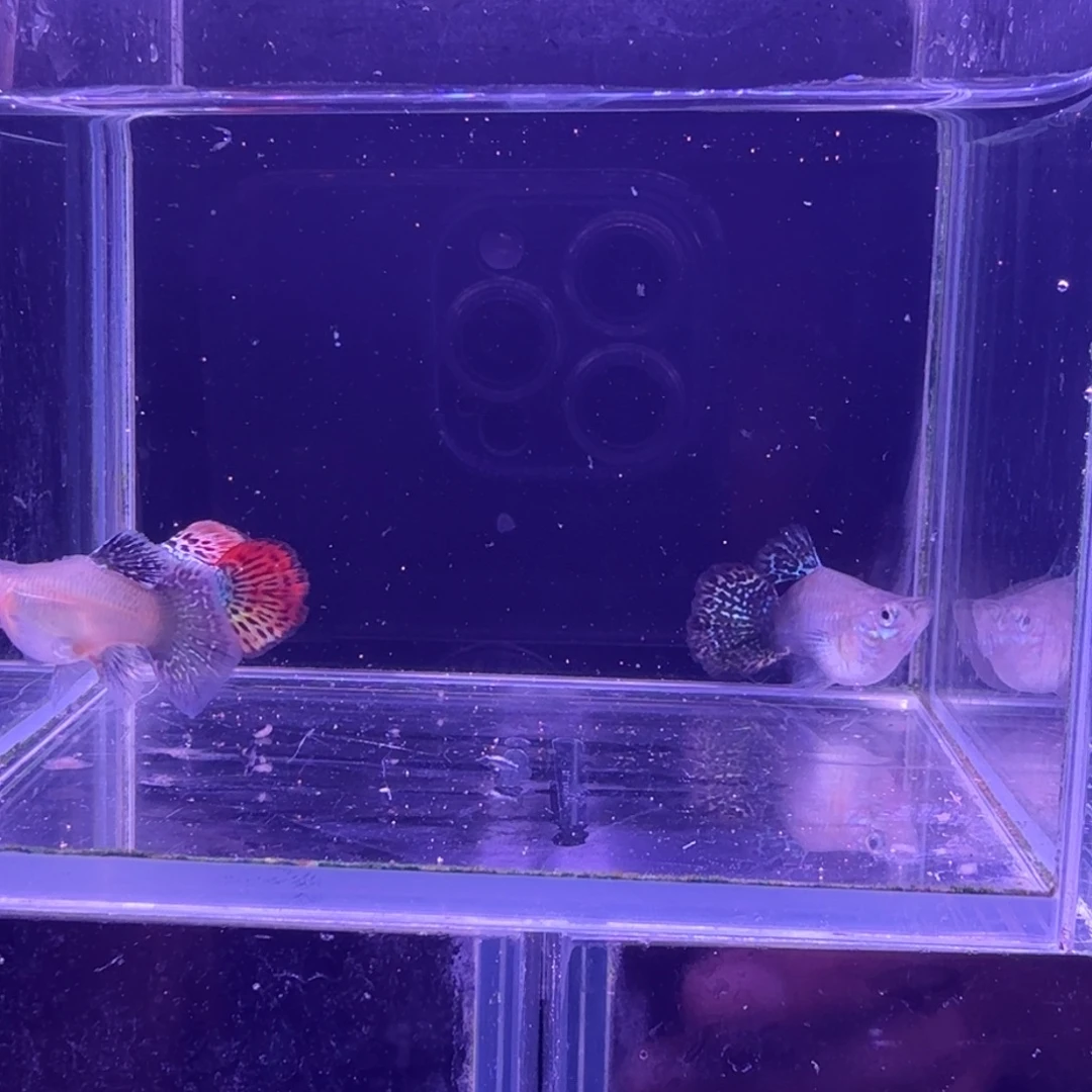 孔雀鱼七彩龙鳞球2母1公