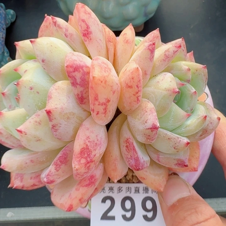 白拉糖         精控精养多肉植物