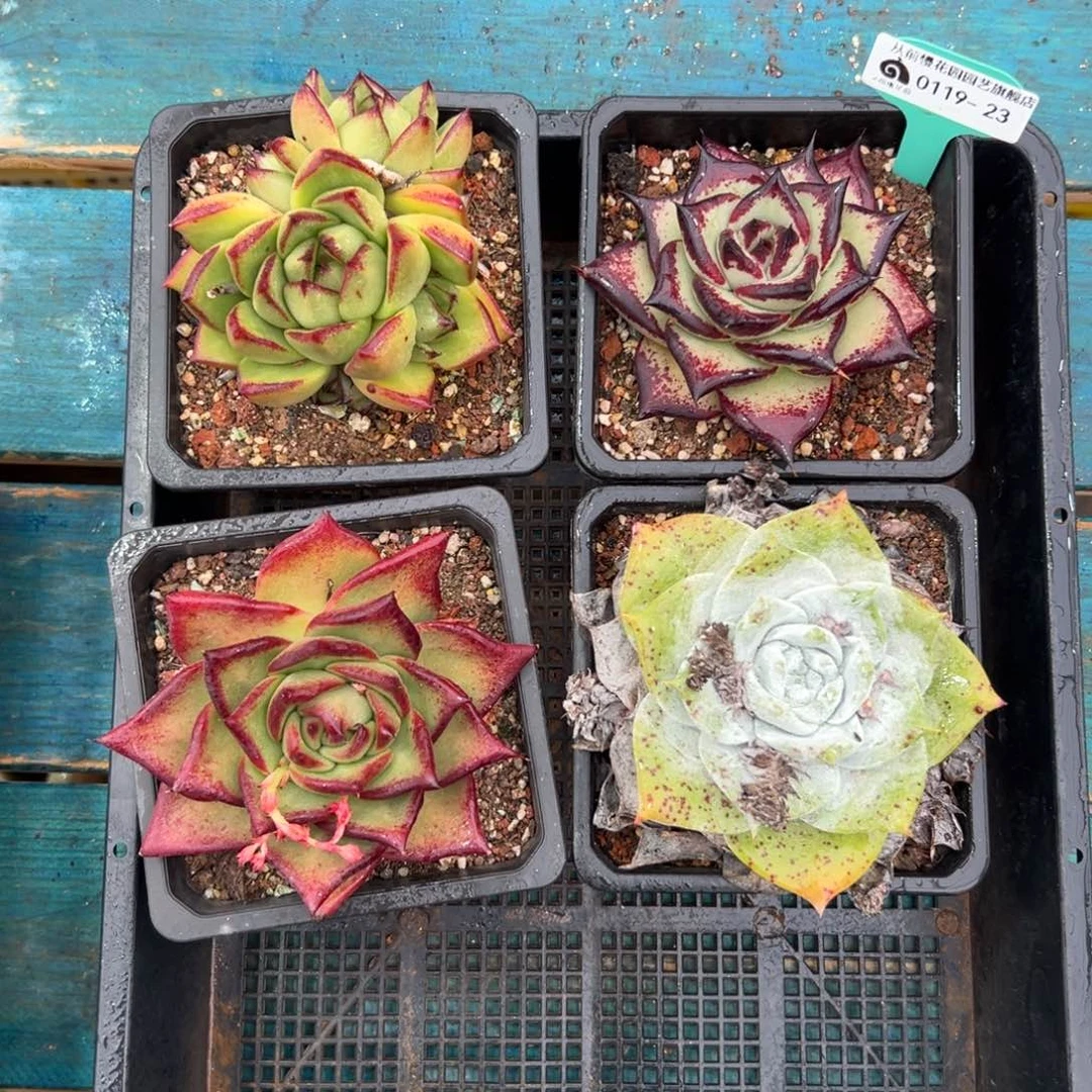 多肉一物一拍0119-23