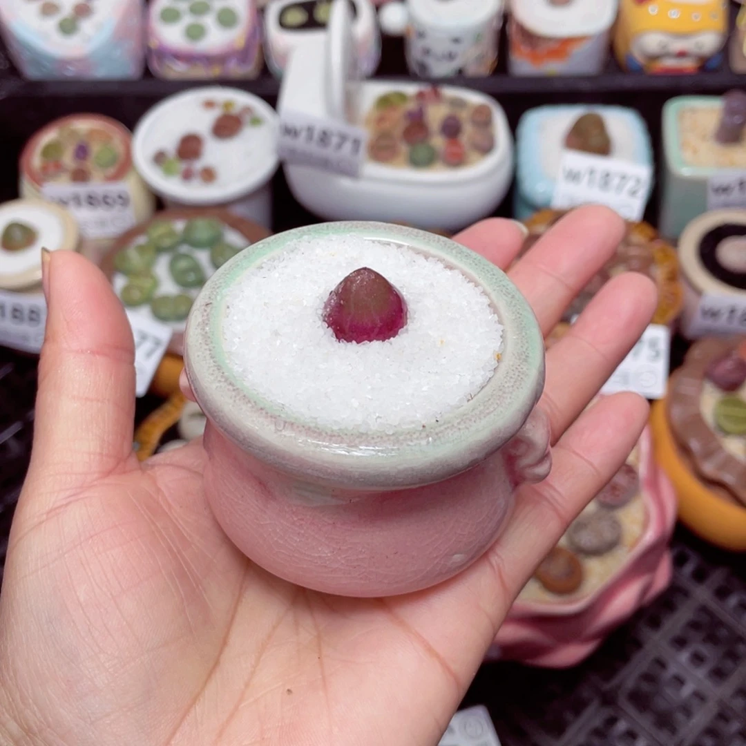 w1882 -零下地区拍保温箱-15支持寄养