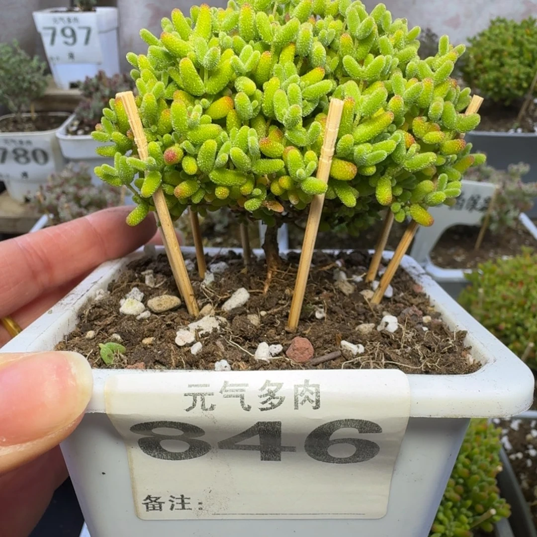 846号蜜桔糖球送一颗小苗