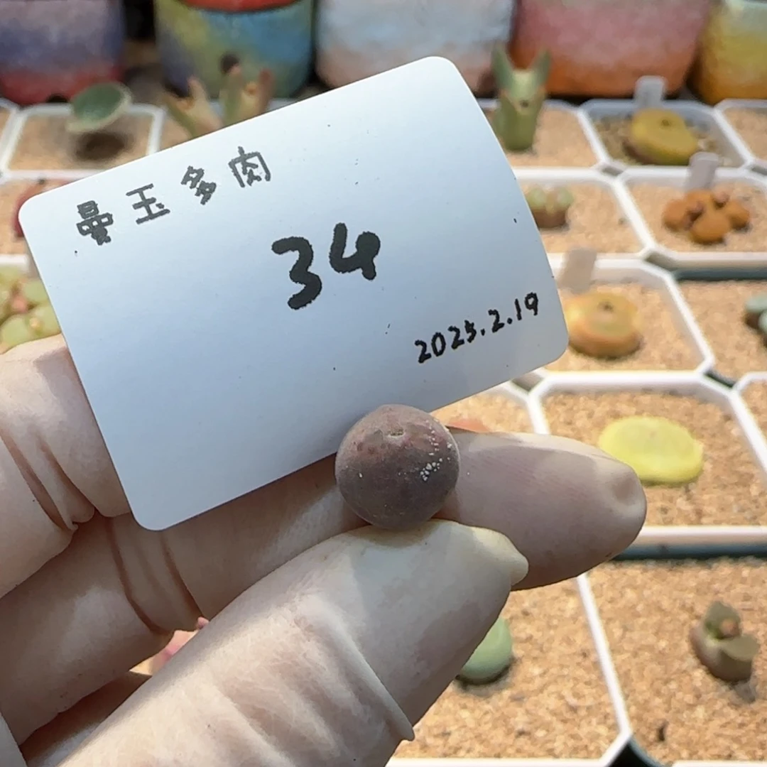 ?****欧多肉多肉多肉2.19-034