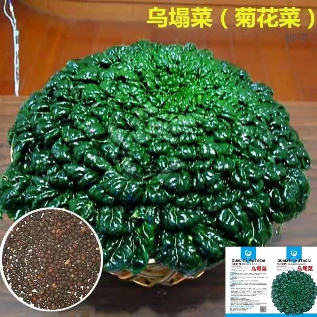 小八叶乌塌菜高钙保健蔬菜养心菊花菜春秋四季播农家易种蔬菜
