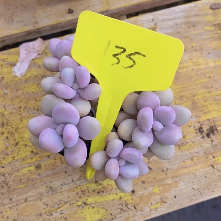 安*吖多肉植物，开心多肉
