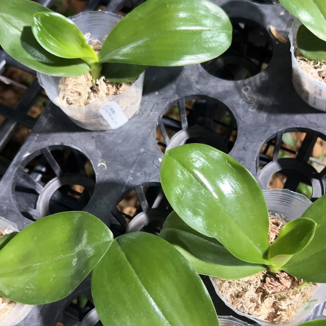 不开花植物青柠2.5苗