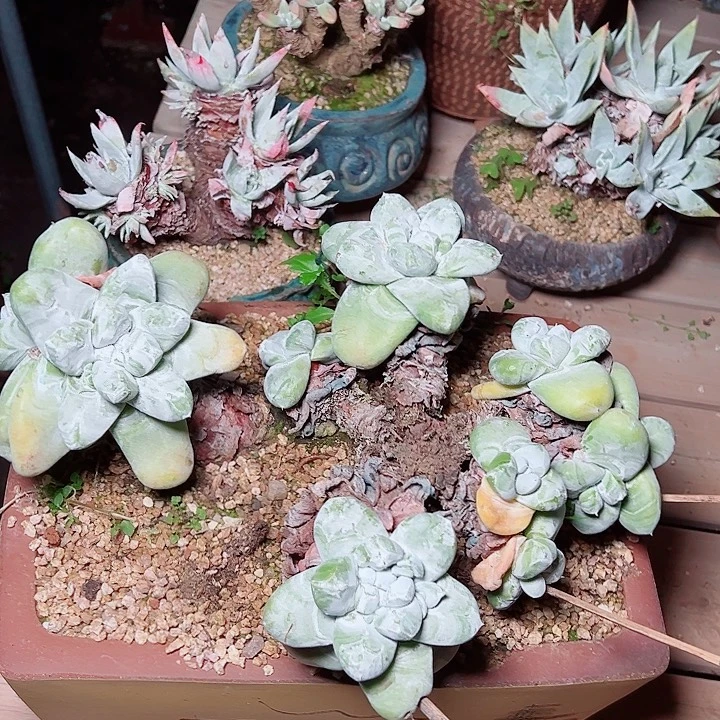 姜***戈9328野拇指仙女杯多肉