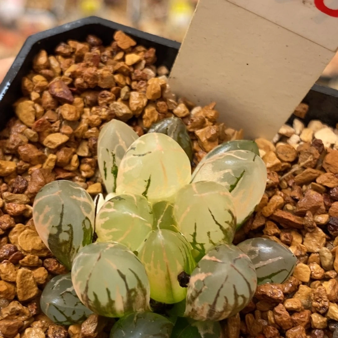 288灵犀玉露多肉植物