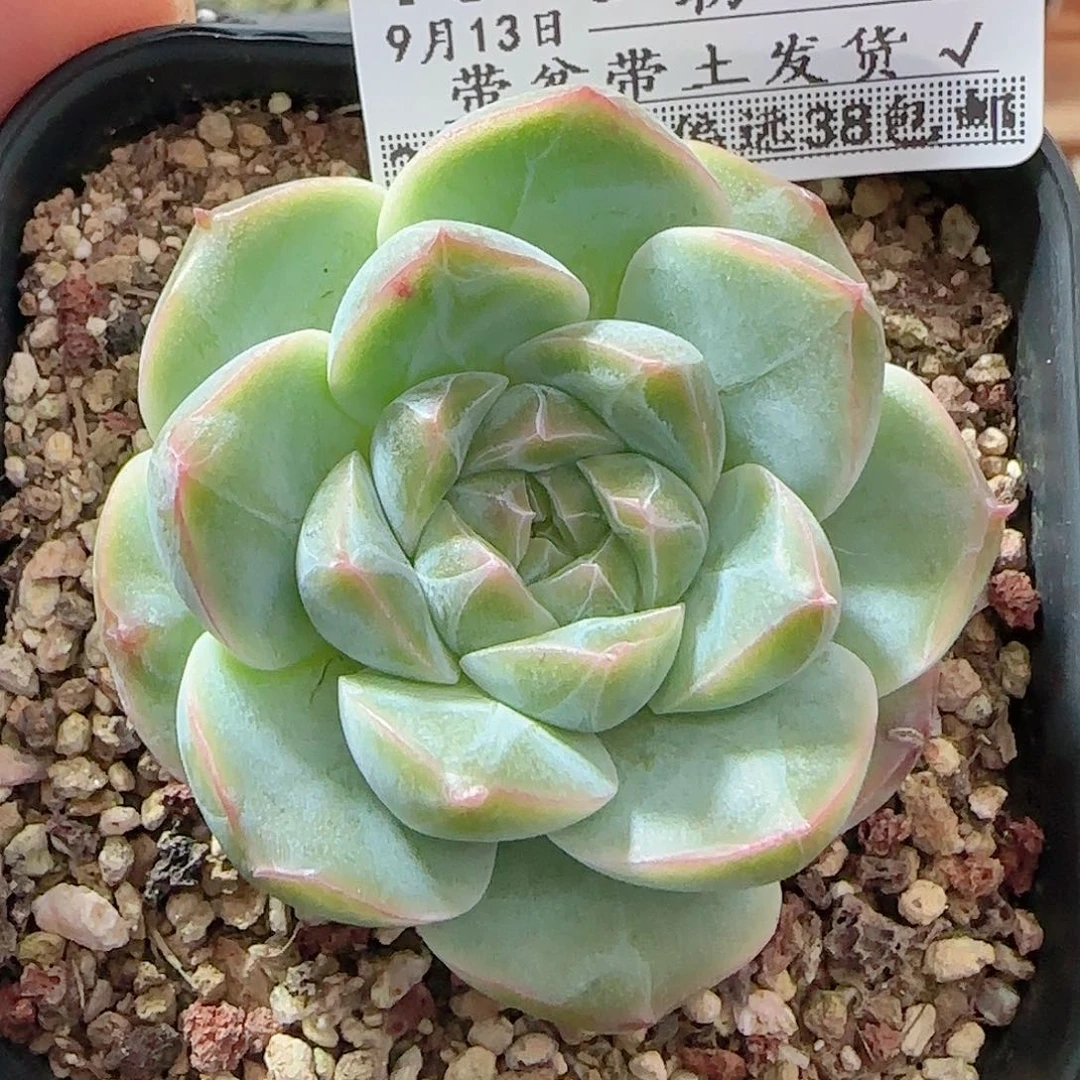 多肉0913-109福利福利