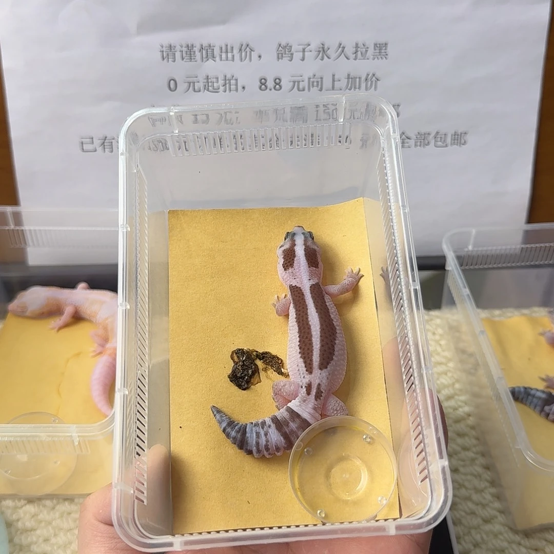 肥尾守宫奶奥祖 妹妹