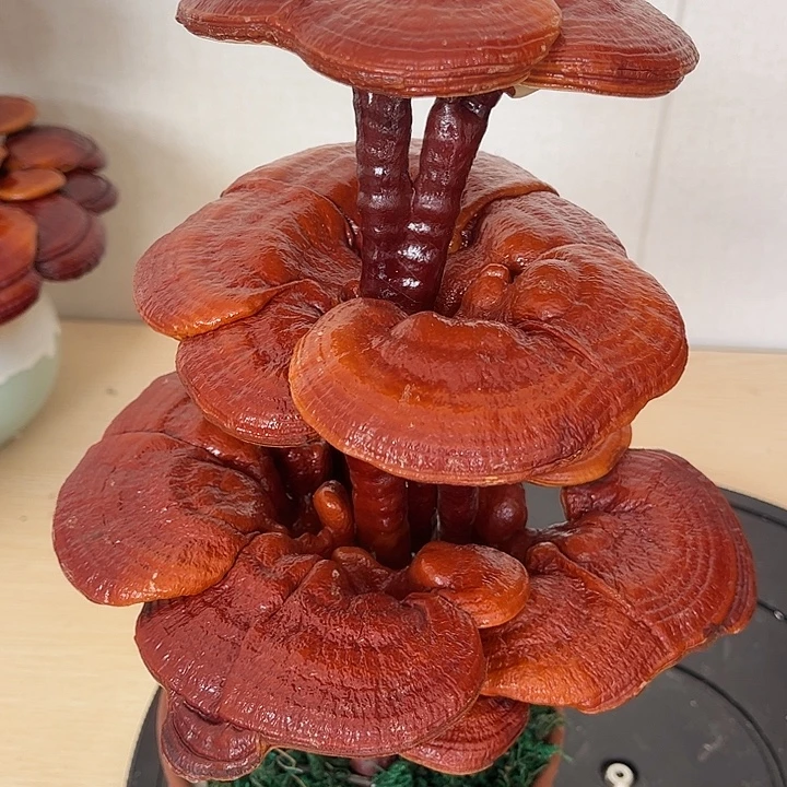 无花朵可观赏可食用