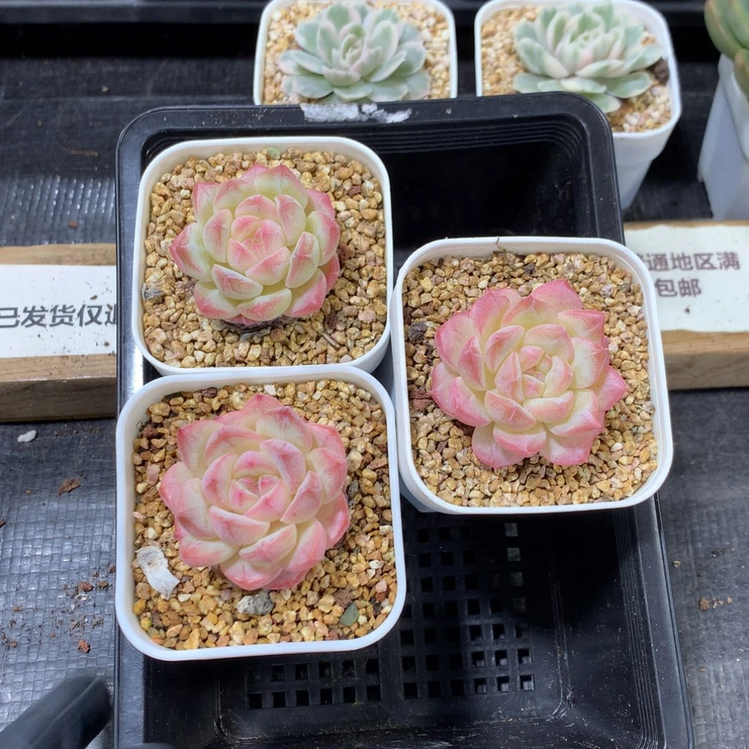 懒羊羊精品一物一拍