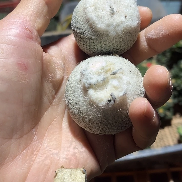零***3苗接伊朗玩两颗落地