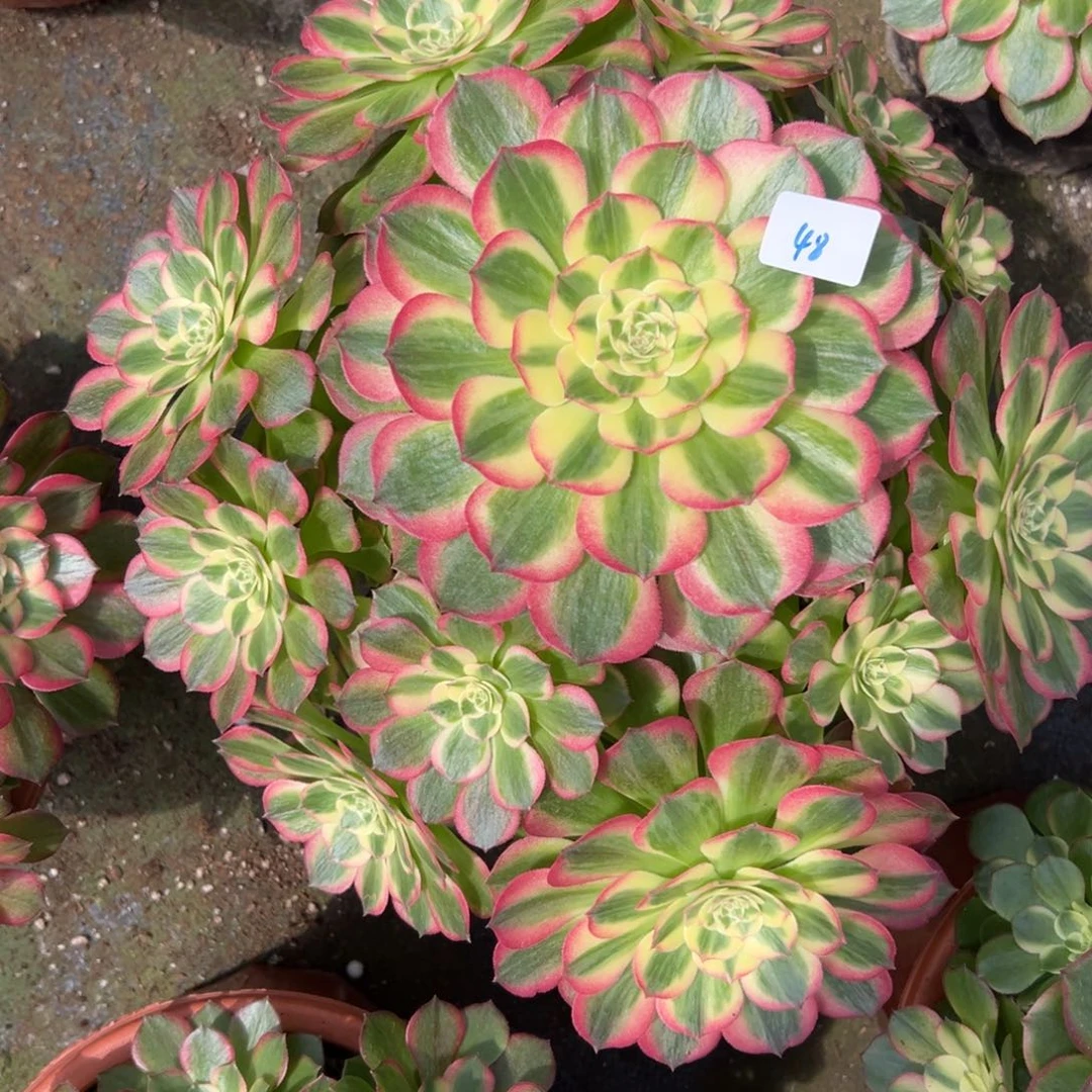 48玉芙蓉多肉植物系
