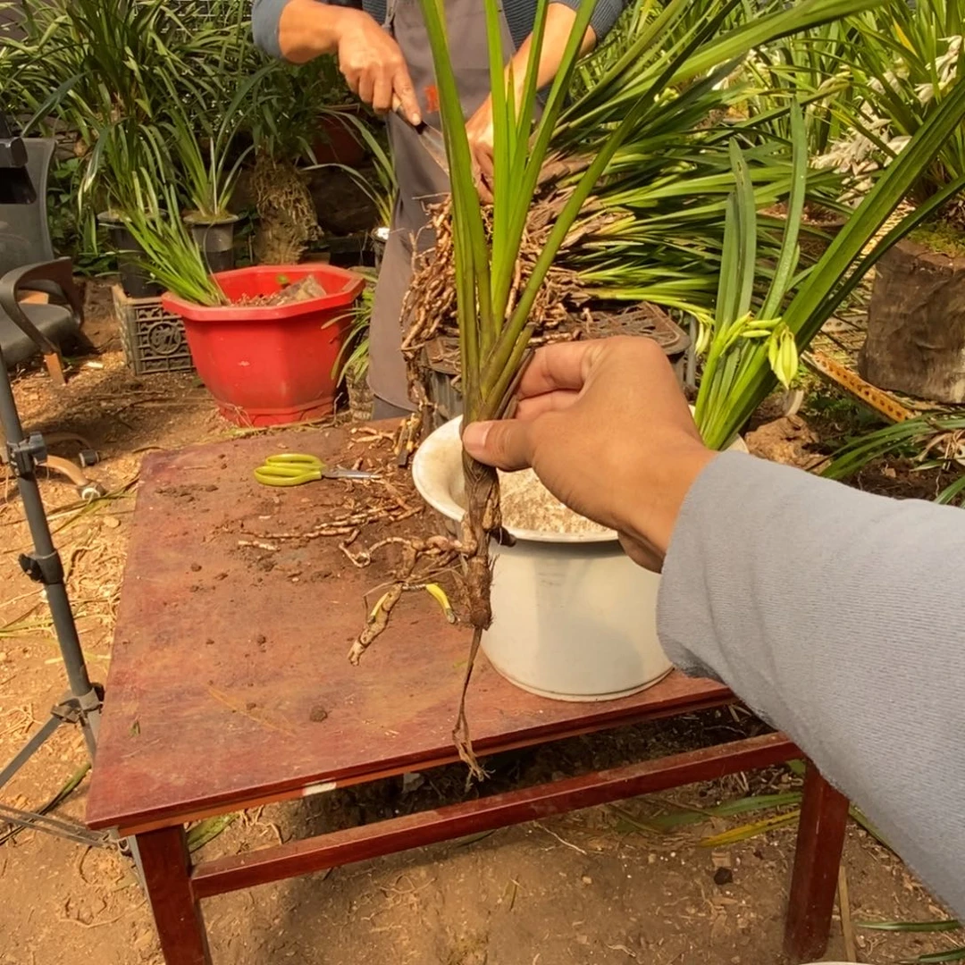 花***零完全开放棕根大雪兰红舌
