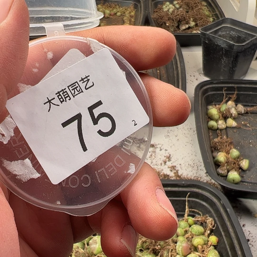 菜***生000075 一物一拍……