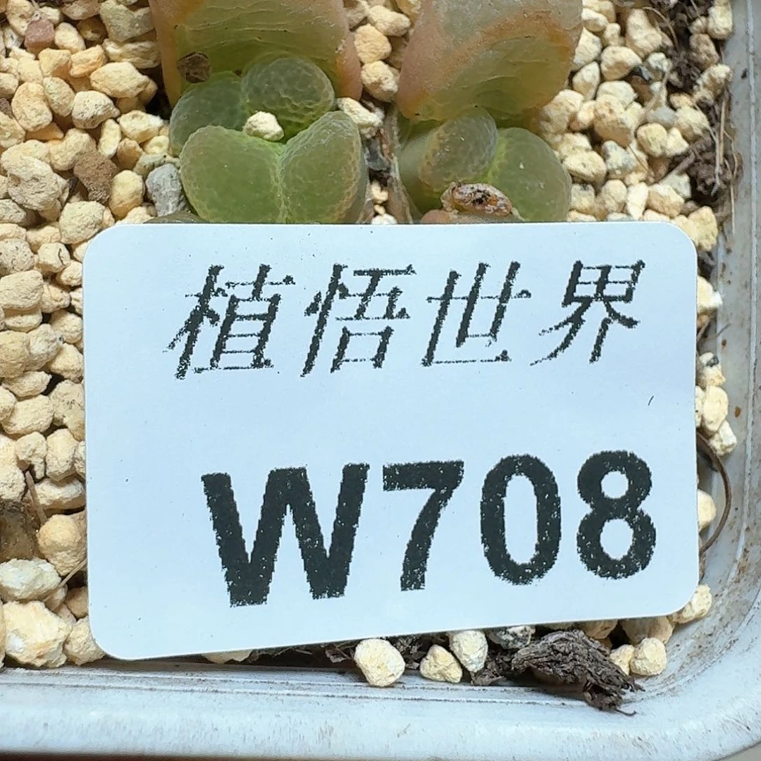 708盒多肉植物哇c g