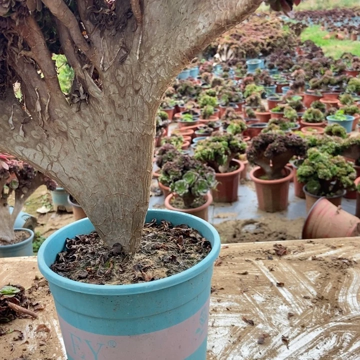 雨***儿C022欧紫缀化老桩老桩