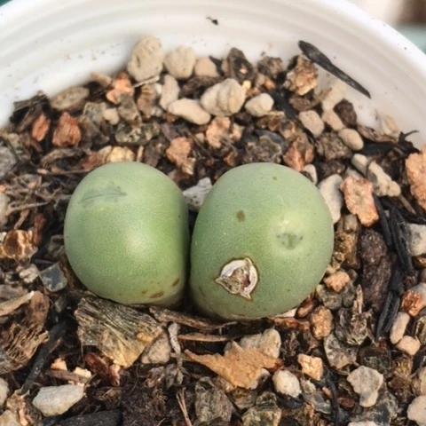 多肉肉锥 双头小拳拳