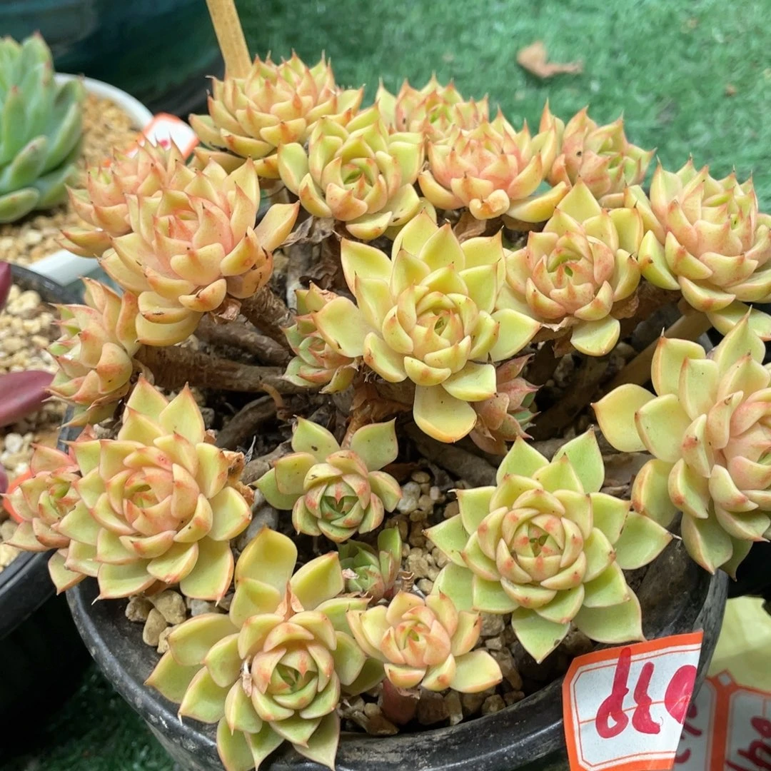 039 一物一拍满28包邮非偏远