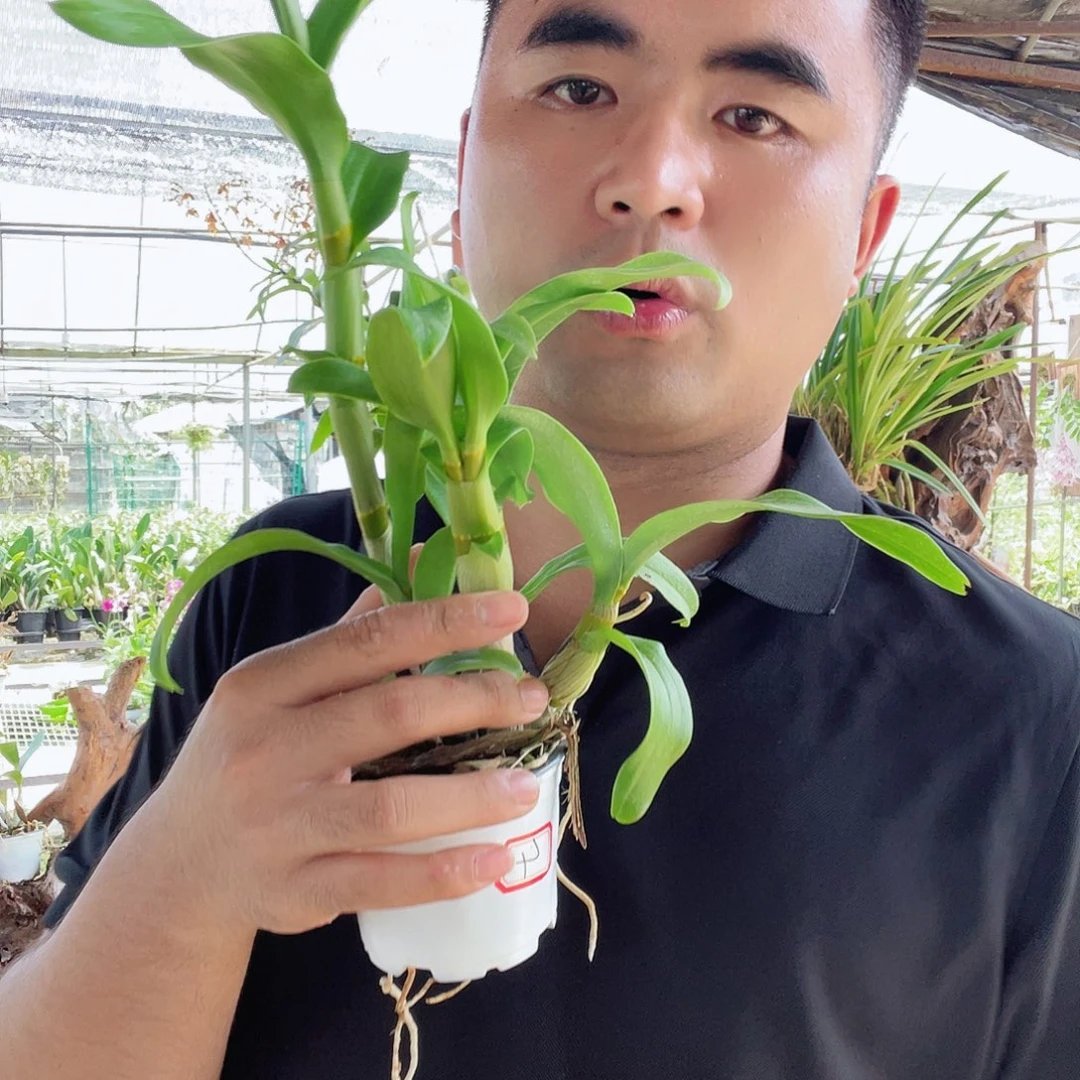 当前无花朵，栽培后可花朵4高端泰秋