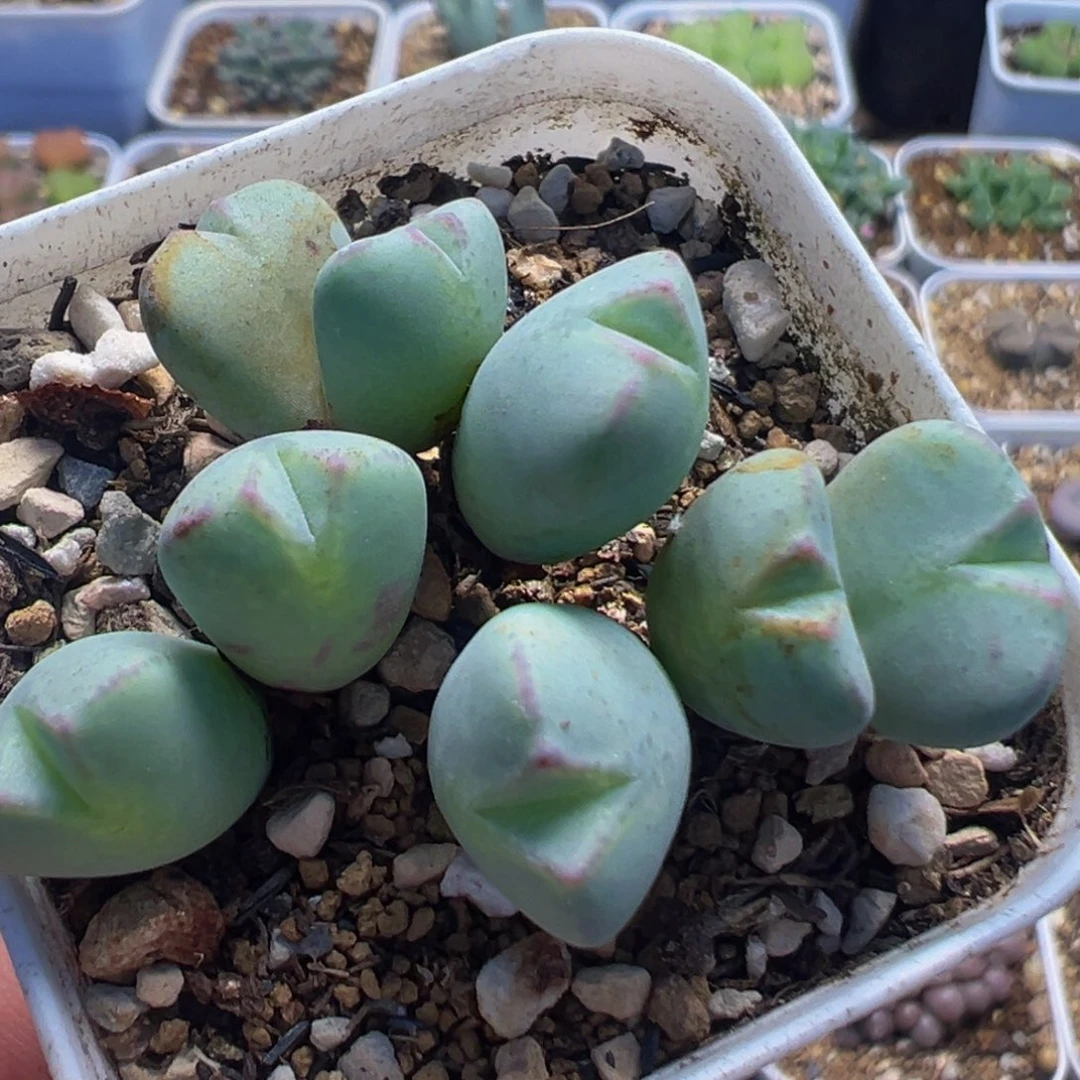 207多肉植物百科植物
