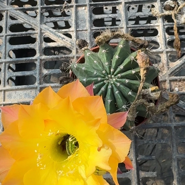 295彩草根掰花脱土发货斑伤，20包邮