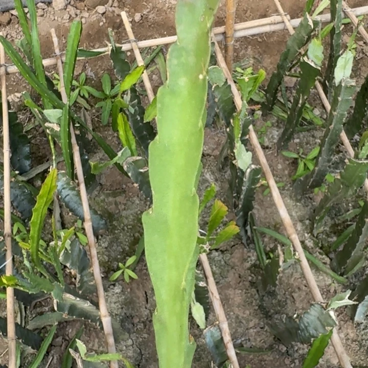 240令箭野云雀6公分左右无根侧牙，20包邮