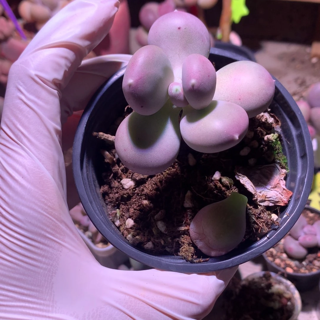 小屁桃奶酪多肉小屁桃