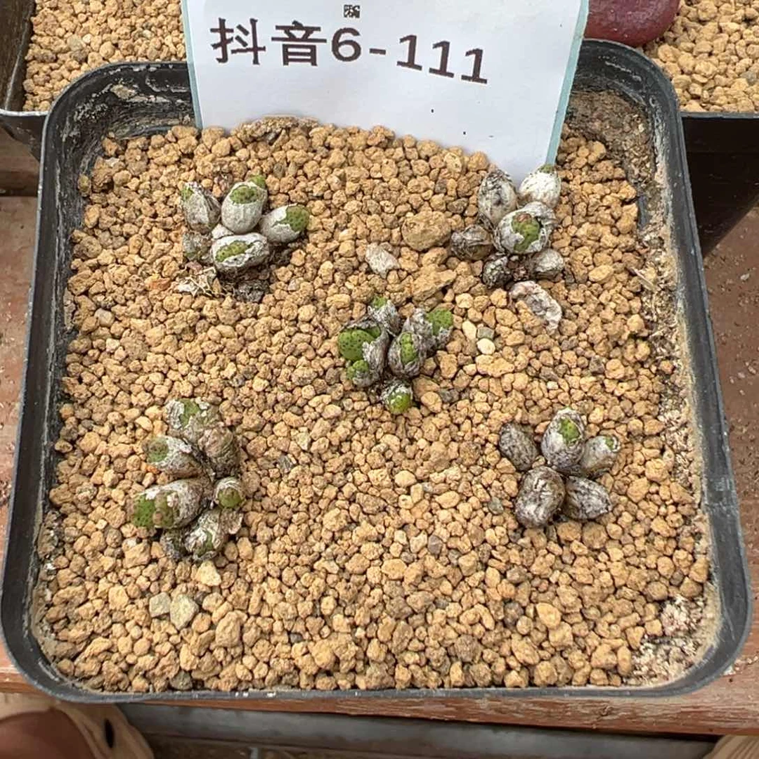 6-111量拍龙猫斑马一群