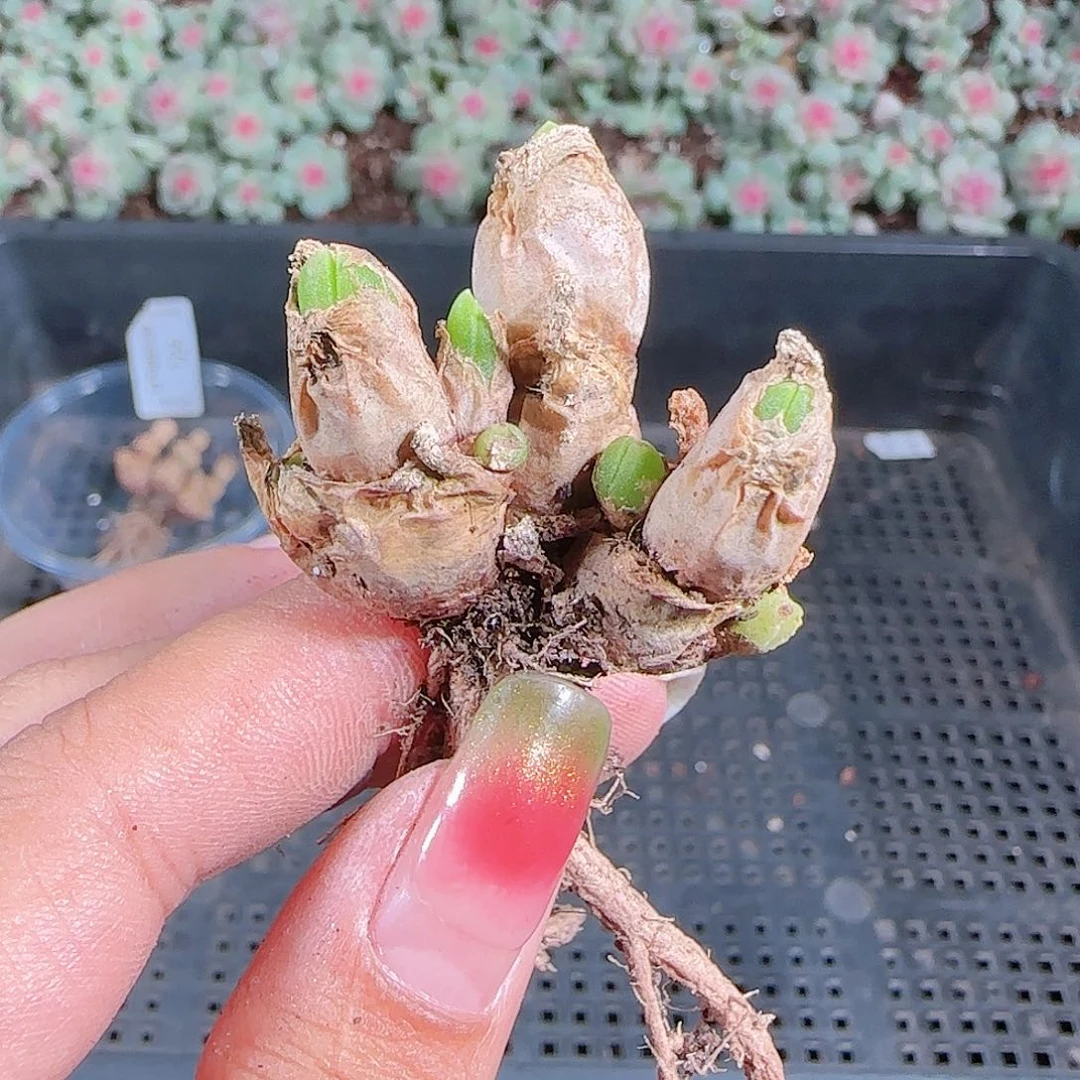 0923-125麦秆优选不包整