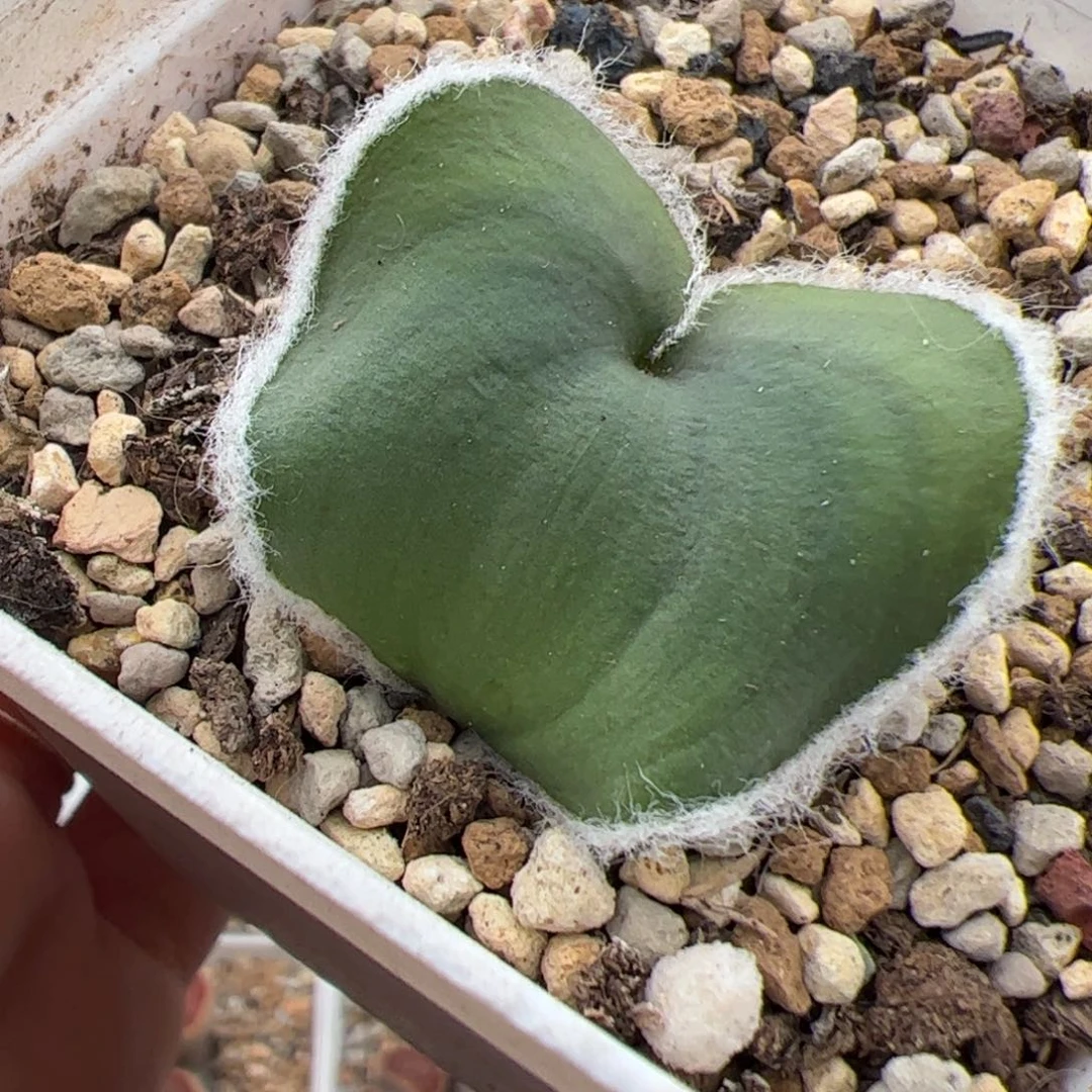 035号 毛爱心 多肉植物